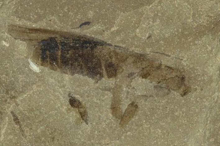 Eocene Fossil Grasshopper (Caelifera) - Green River Formation #368764